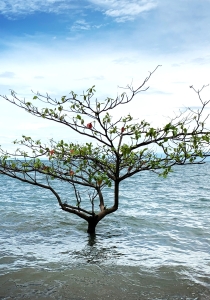 Café philo du vendredi 17 octobre: "Solitude, qu'en dit la littérature contemporaine?"
